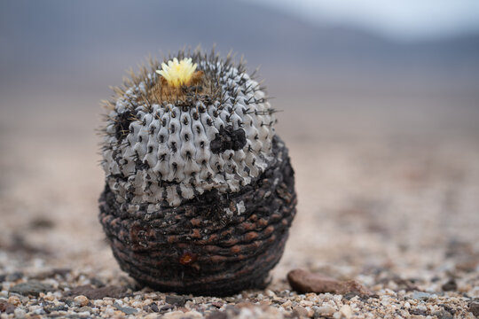 Capiapoa Cactus, In   the deserts of Chile inhabit several species of