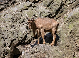 mountain goat on the rock