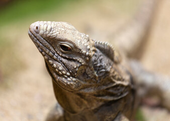 close up of iguana