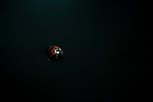 Coccinellidae, Mariquita, Vaquita de San Antonio, sobre fondo negro, de color rojo con multiples puntitos sobre sus alas.  insectos hermosos 