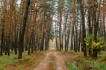 Obraz premium path in autumn forest, road in the woods .