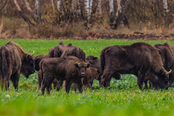 
impressive giant wild bison grazing peacefully in the autumn scenery