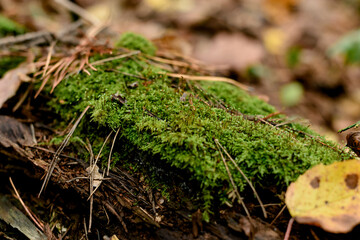 moss on the tree trunk
