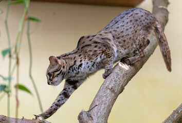 leopard gecko on a rock