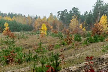 Obraz premium autumn in the forest , mountains
