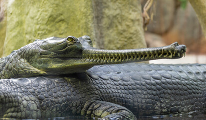 alligator in the everglades