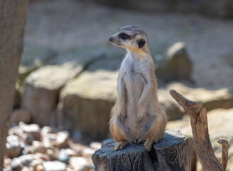 meerkat on guard
