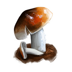 Hygrophorus bakerensis Mt. Baker waxy cap, brown almond or tawny species of fungus in Hygrophoraceae family isolated on white. Digital art illustration, natural food. Autumn harvest fungi on grass.