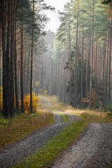 A road in a wilderness. Autumnal colors of flora illuminated by occasional sun rays. Bright colors mix with dark shadows. Selective focus on the pine tree trunks, blurred background.