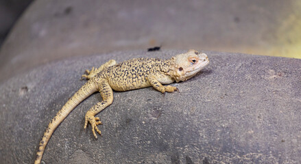 lizard on the stone