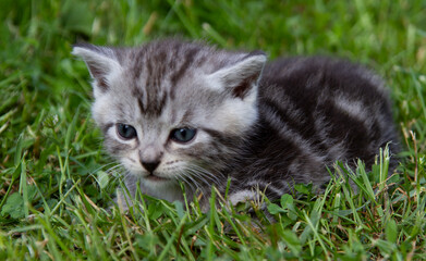 cat on green grass