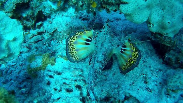 Stick sting Fish Underwater, Eilat
Underwater shot from Israel ,red sea
