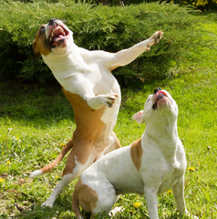 american staffordshire terrier