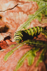 Closeup of Papilio machaon butterfly Caterpillar.