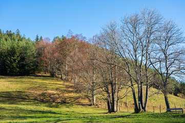 Obraz premium Trees up the hill on a bright sunny day
