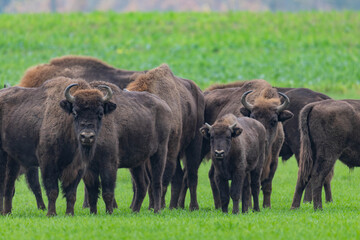 Fototapeta premium impressive giant wild bison grazing peacefully in the autumn scenery