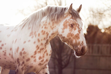 Fototapeta na wymiar portrait of an appaloosa horse