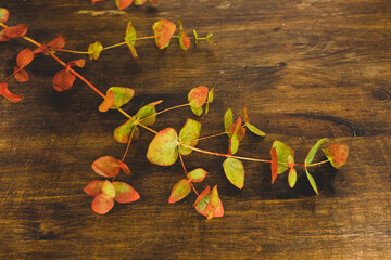 branch with natural leaves on wooden background