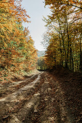 Path in autumn forest. Forest road covered with leaves from trees