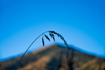 A herb against the sky and a mountain
