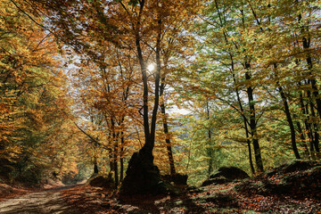 Autumn forest in a sunny day