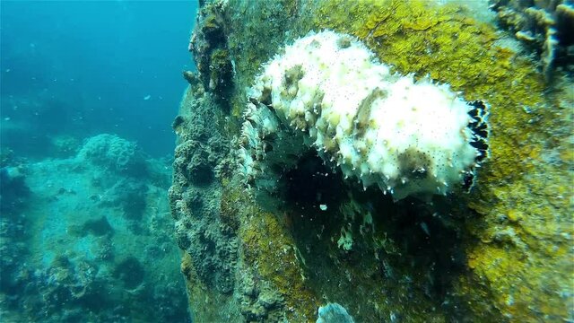 Sea Cucumber on rock, Thailand
Close up shot underwater, Thailand

