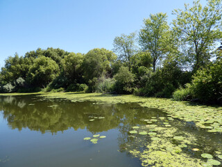 Overgrown pond in the forest

