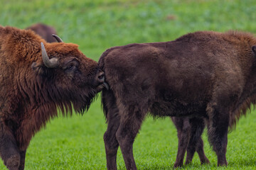 Fototapeta premium impressive giant wild bison grazing peacefully in the autumn scenery