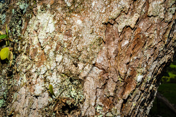 Tree bark close up texture background