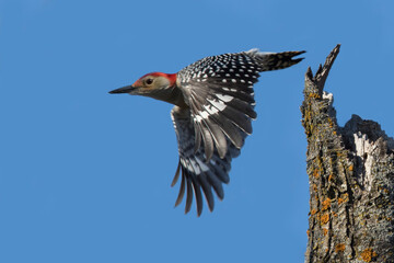  Male red-bellied woodpecker in autumn