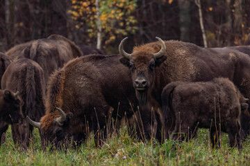Fototapeta premium impressive giant wild bison grazing peacefully in the autumn scenery