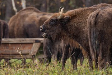 
impressive giant wild bison grazing peacefully in the autumn scenery