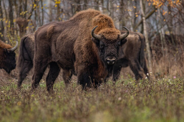  impressive giant wild bison grazing peacefully in the autumn scenery © Magdalena