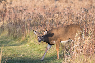 Young white-tailed deer in autumn