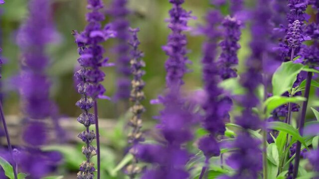 beautiful field of lavender flowers closeup