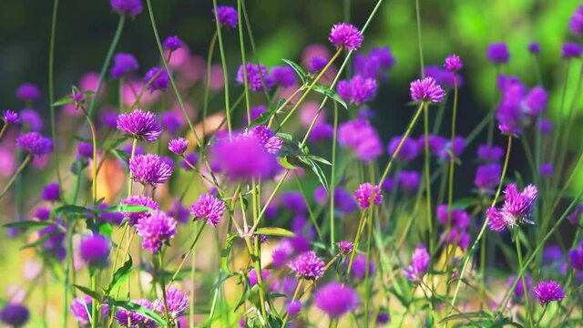 beautiful field of purple flowers closeup