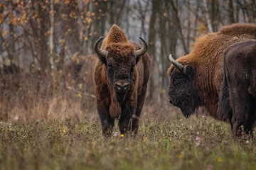Keuken spatwand met foto indrukwekkende gigantische wilde bizons die vredig grazen in het herfstlandschap © Magdalena