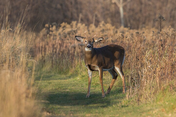 Young white-tailed deer in autumn