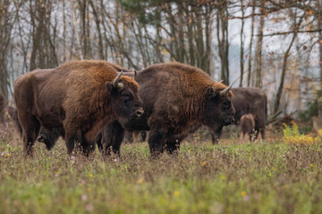 
impressive giant wild bison grazing peacefully in the autumn scenery