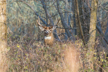 Male white-tailed deer in rut