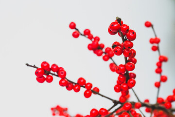 Single sprig of simple holly with bright Christmas red berries on white background