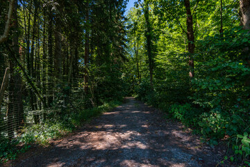 Fototapeta na wymiar Beautiful hike on the Klosterweiher Weg near Salem