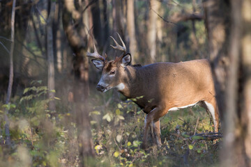 Male white-tailed deer in rut