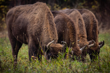 
impressive giant wild bison grazing peacefully in the autumn scenery