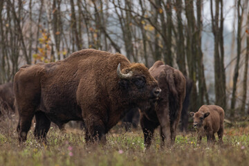 
impressive giant wild bison grazing peacefully in the autumn scenery