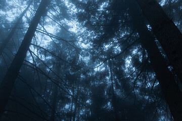 Night forest with fog and dark pines in blue hour. Mysterious and dark landscape inside the woods.