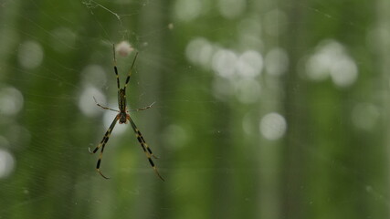 A spider building his spiderweb in a green background