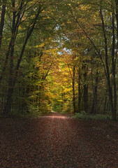 Path on an autumnal day in a forest in Germany