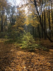 autumn in the forest