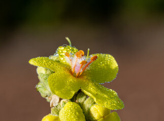 Detail of yellow verbascum flowers with orange stamens covered with dew drops